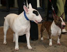 The Miniature Bull Terrier